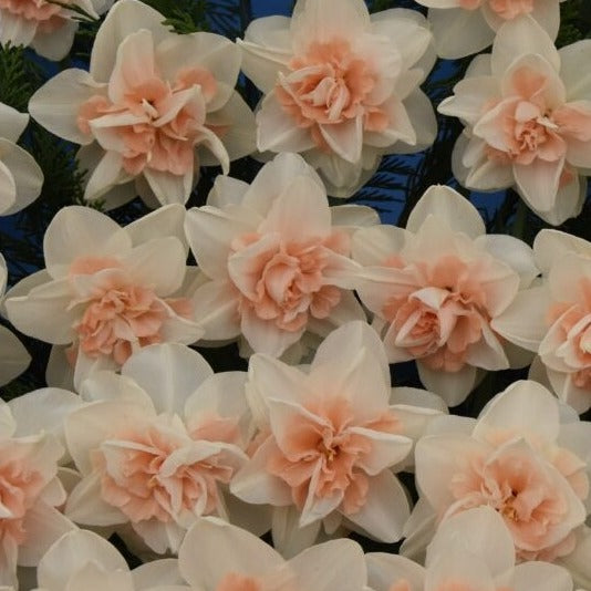 Buy Narcissus 'Delnashaugh' Bulbs online UK