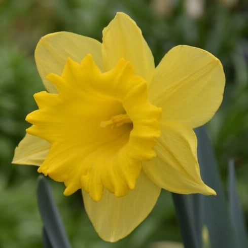 Buy Narcissus 'Dutch Master' Bulbs online UK