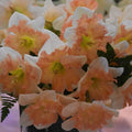 Buy Narcissus 'Edinburgh' Bulbs online UK