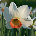 Buy Narcissus 'Elizabeth Ann' Bulbs online UK