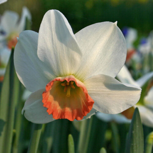 Buy Narcissus 'Elizabeth Ann' Bulbs online UK
