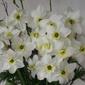 Buy Narcissus 'Emerald Green' Bulbs online UK