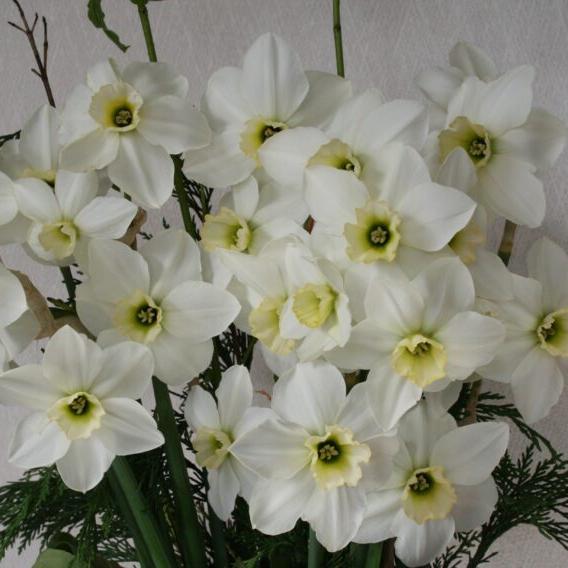 Buy Narcissus 'Emerald Green' Bulbs online UK
