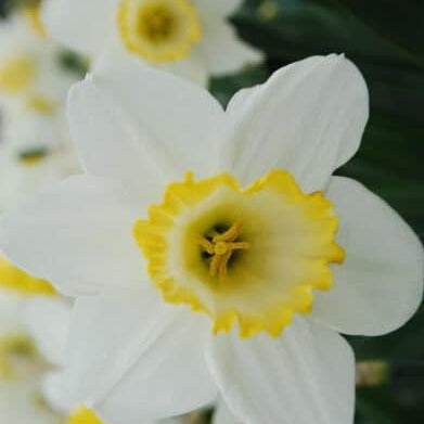 Buy Narcissus 'Everyday' Bulbs online UK