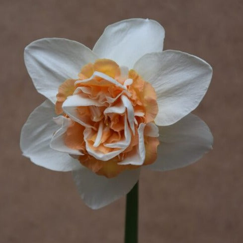 Buy Narcissus 'Extravaganza' Bulbs online UK