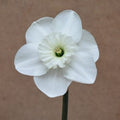 Buy Narcissus 'Falmouth Bay' Bulbs online UK