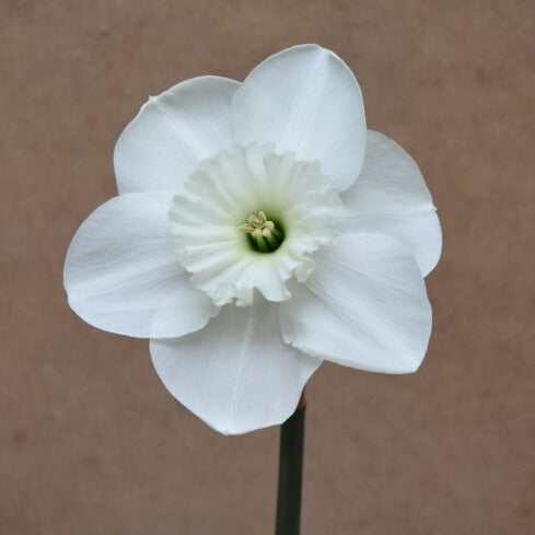 Buy Narcissus 'Falmouth Bay' Bulbs online UK