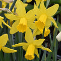 Buy Narcissus 'February Gold' Bulbs online UK