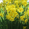 Buy Narcissus fernandesii var. cordubensis (Fernandes Daffodil) Bulbs online UK