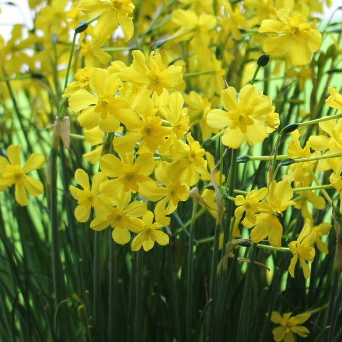Buy Narcissus fernandesii var. cordubensis (Fernandes Daffodil) Bulbs online UK