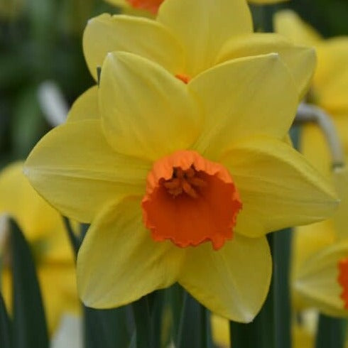 Buy Narcissus 'Fortune' Bulbs online UK