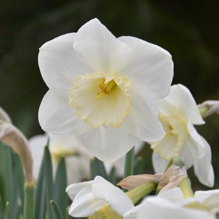 Buy Narcissus 'Frosty Snow' Bulbs online UK