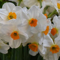 Buy Narcissus 'Geranium' Bulbs online UK