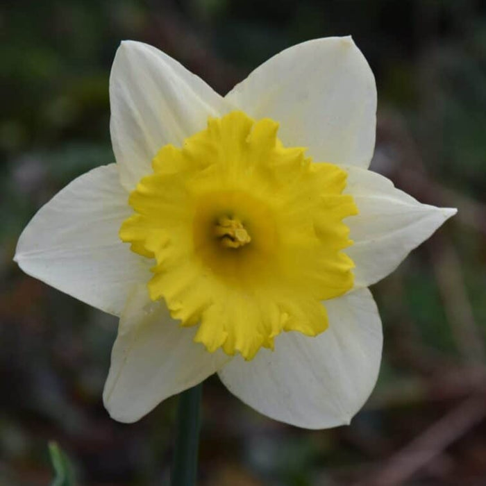 Buy Narcissus 'Goblet' Bulbs online UK