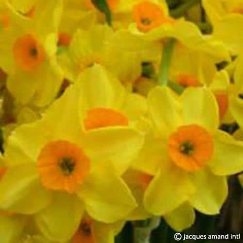 Buy Narcissus 'Golden Dawn' Bulbs online UK