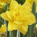Buy Narcissus 'Golden Ducat' Bulbs online UK