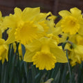 Buy Narcissus 'Golden Harvest' Bulbs online UK