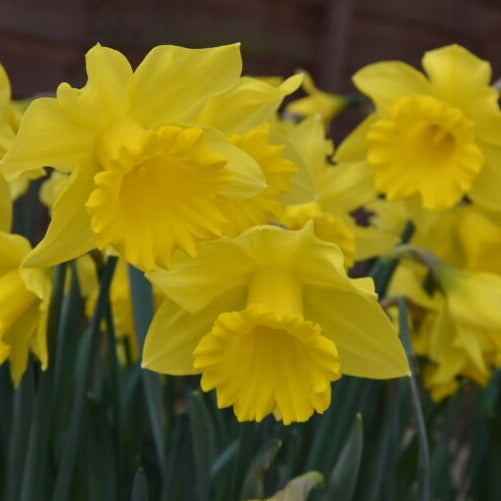 Buy Narcissus 'Golden Harvest' Bulbs online UK