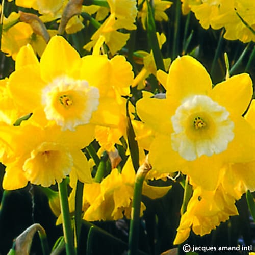 Buy Narcissus 'Hillstar' Bulbs online UK