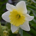 Buy Narcissus 'Ice Follies' Bulbs online UK
