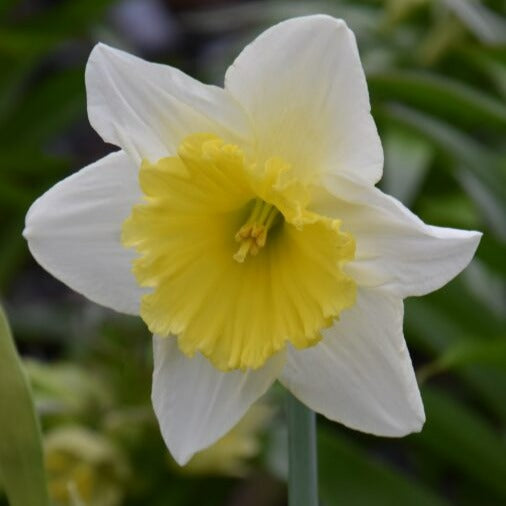 Buy Narcissus 'Ice Follies' Bulbs online UK