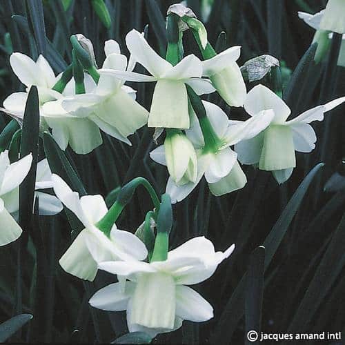 Buy Narcissus 'Ice Wings' Bulbs online UK