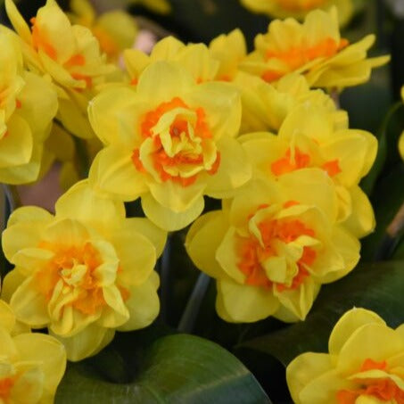 Buy Narcissus 'Innovator' Bulbs online UK