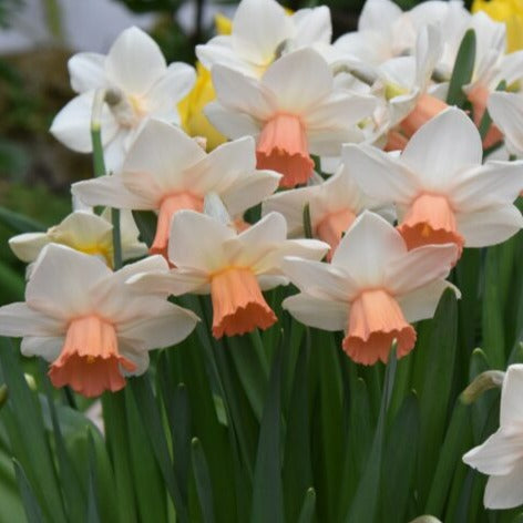Buy Narcissus 'Iwona' Bulbs online UK