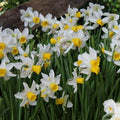 Buy Narcissus 'Jack Snipe' Bulbs online UK