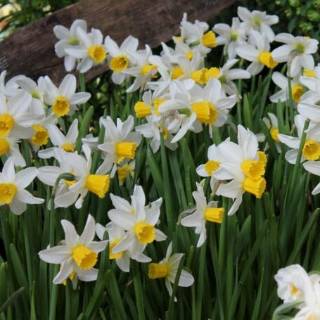 Buy Narcissus 'Jack Snipe' Bulbs online UK