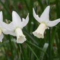 Buy Narcissus 'Jenny' Bulbs online UK