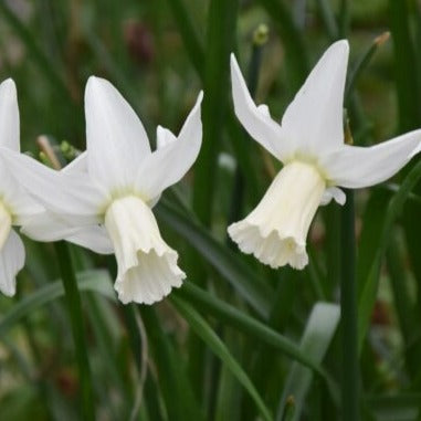 Buy Narcissus 'Jenny' Bulbs online UK