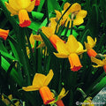 Buy Narcissus 'Jetfire' Bulbs online UK