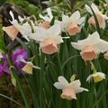 Buy Narcissus 'Katie Heath' Bulbs online UK