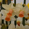 Buy Narcissus 'Kaydee' Bulbs online UK