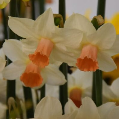 Buy Narcissus 'Kaydee' Bulbs online UK