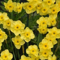 Buy Narcissus 'Kokopelli' Bulbs online UK