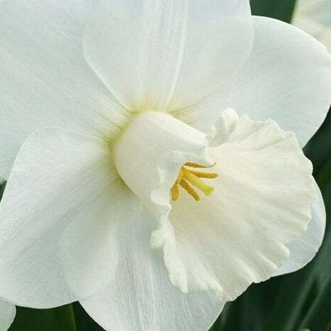 Buy Narcissus 'La Delicatesse' Bulbs online UK