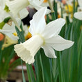 Close-up of a white daffodil flower with green leaves in the background