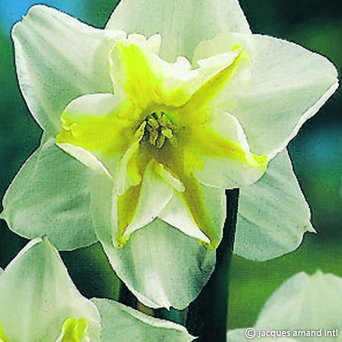 Buy Narcissus 'Lemon Beauty' Bulbs online UK