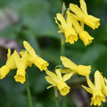 Buy Narcissus 'Little Emma' Bulbs online UK