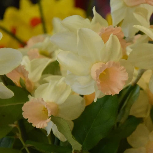 A close-up of flowers in pale cream with soft peach centres and green leaves, photographed against a blurred background of more yellow flowers.