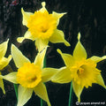 Buy Narcissus lobularis (Lent Lily Daffodil) Bulbs online UK