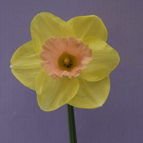 Buy Narcissus 'Lorikeet' Bulbs online UK