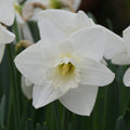 Buy Narcissus 'Love You More' Bulbs online UK