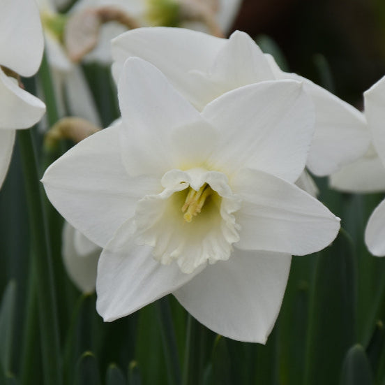 Buy Narcissus 'Love You More' Bulbs online UK