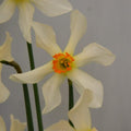 Buy Narcissus 'Lucifer' Bulbs online UK