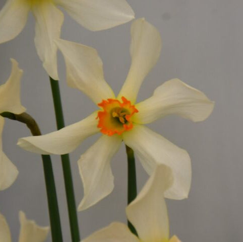 Buy Narcissus 'Lucifer' Bulbs online UK