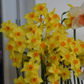 Buy Narcissus 'Martinette' Bulbs online UK