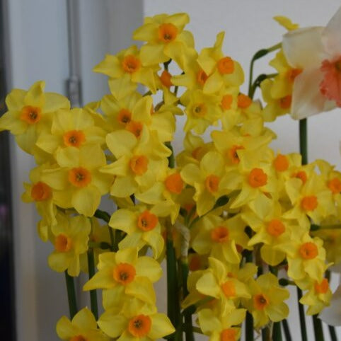 Buy Narcissus 'Martinette' Bulbs online UK